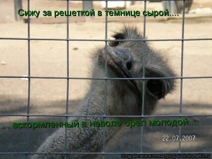 Стих лермонтова орел молодой