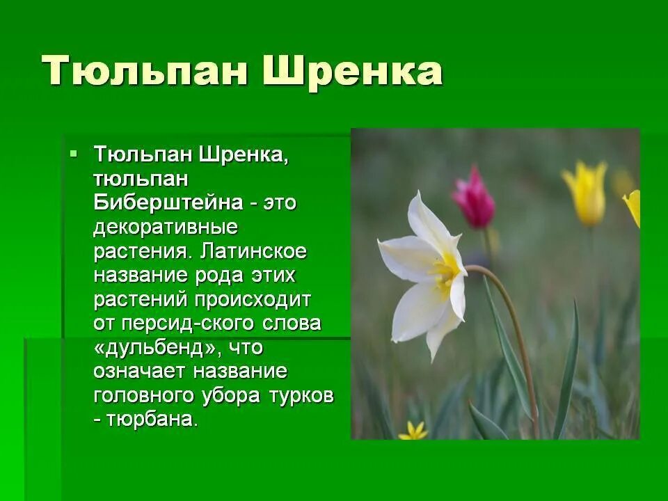 Какой тип питания характерен для тюльпана. Тюльпаны Шренка и Биберштейна. Тюльпан Шренка цветок. Тюльпан Шренка красная книга. Красная книга России тюльпан Шренка.