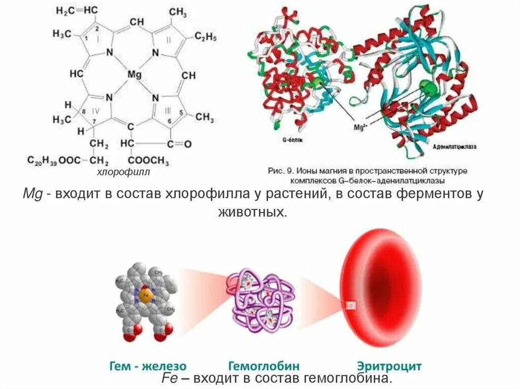 Ионы железа входят в состав гемоглобина крови. Химический состав гемоглобина. Химический состав эритроцитов. Хлорофилл и гемоглобин. В состав гемоглобина входит.