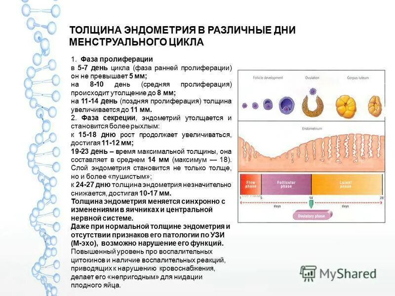 Нормы эндометрия по УЗИ по фазам цикла. Эндометрий норма толщины 5 день цикла. Эндометрий 1 фазы менструального цикла. Эндометрий матки толщина норма в менопаузе.