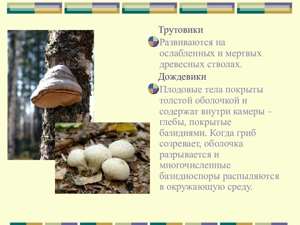 Трутовик питание. Плодовое тело гриба трутовика. Гриб трутовик. Классификация гриба трутовика. Трутовик и дерево Тип взаимоотношений.