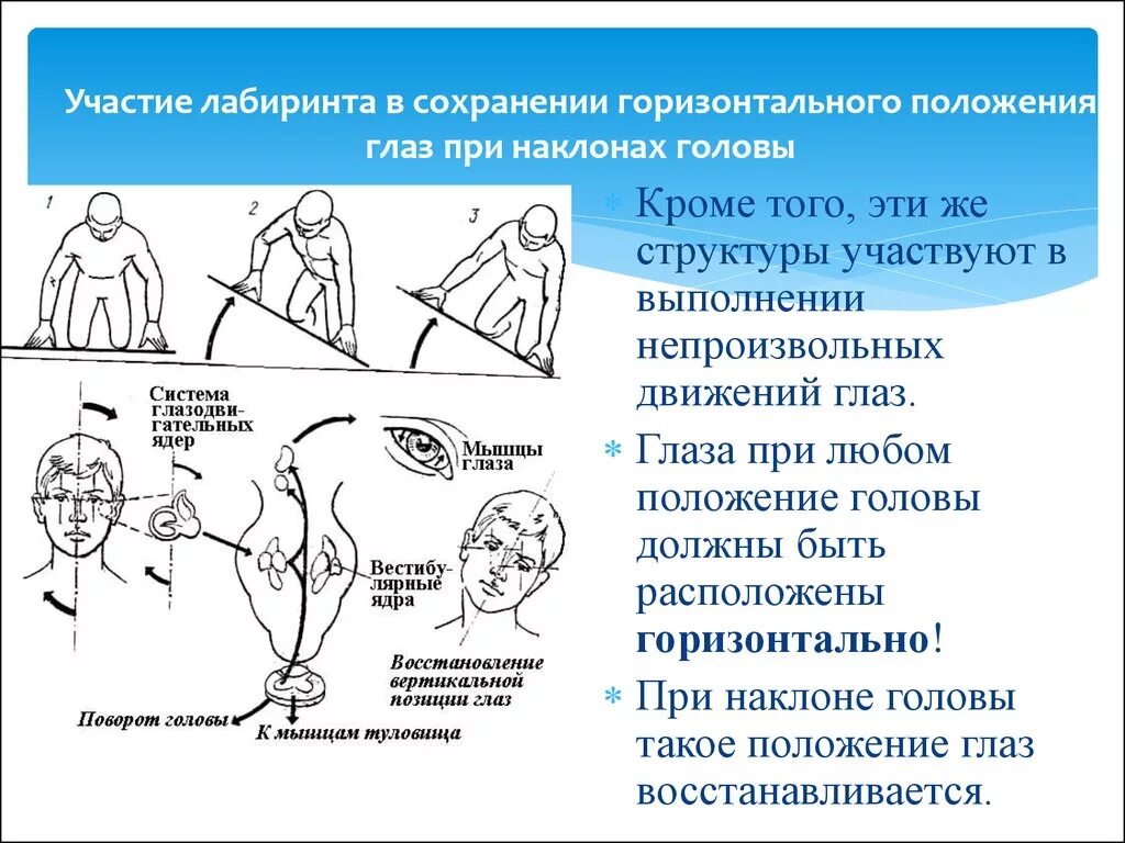 Положение головы. При наклоне кружится голова. Положение глаз. Головокружение при повороте головы.