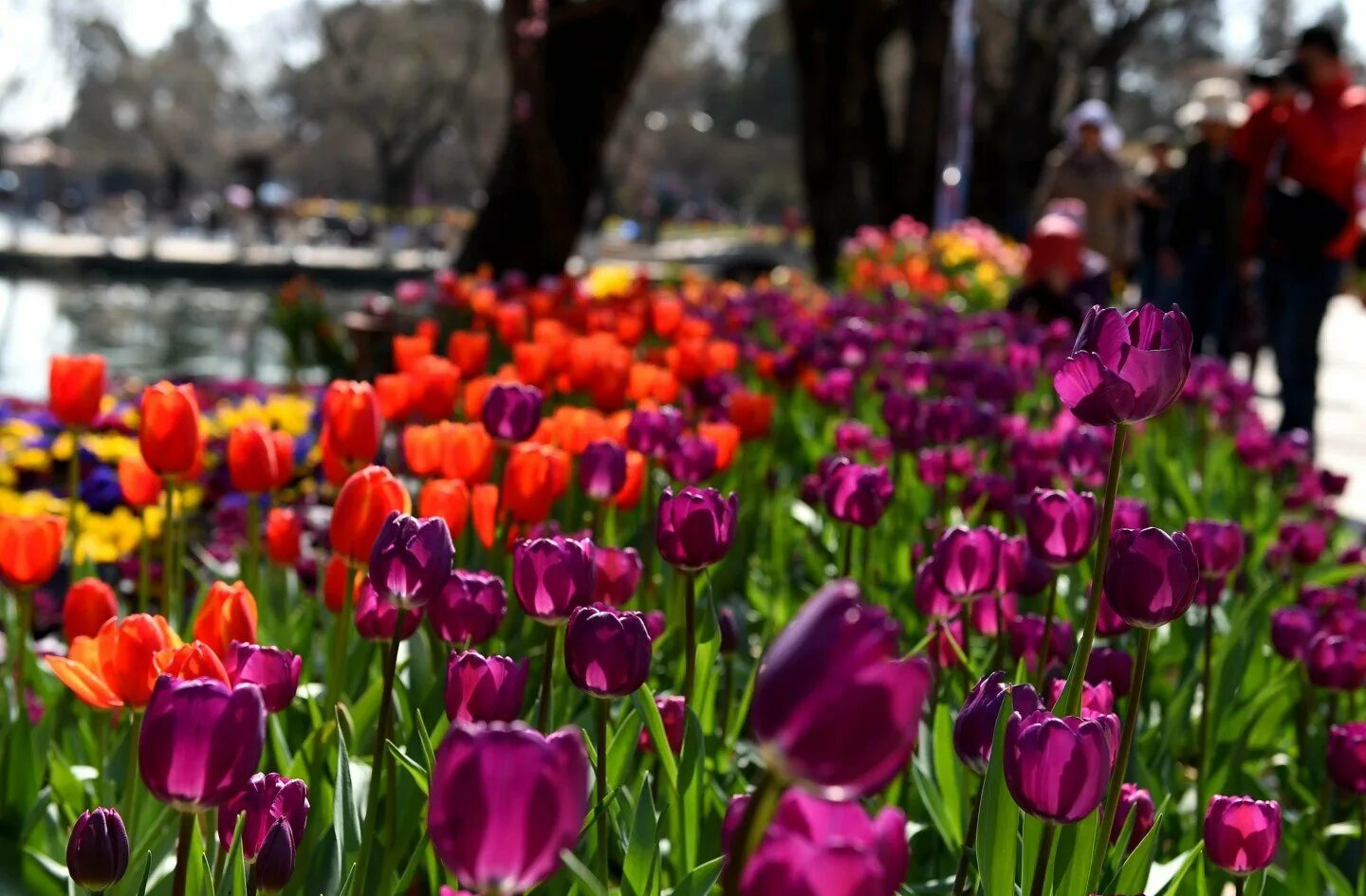 Будут ли цвести тюльпаны весной. Парк Гюльхане тюльпаны. Фестиваль тюльпанов в Стамбуле. Цветение тюльпанов в Стамбуле. Луковицы тюльпанов Стамбула.