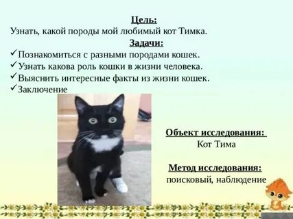 Кошки в жизни человека проект