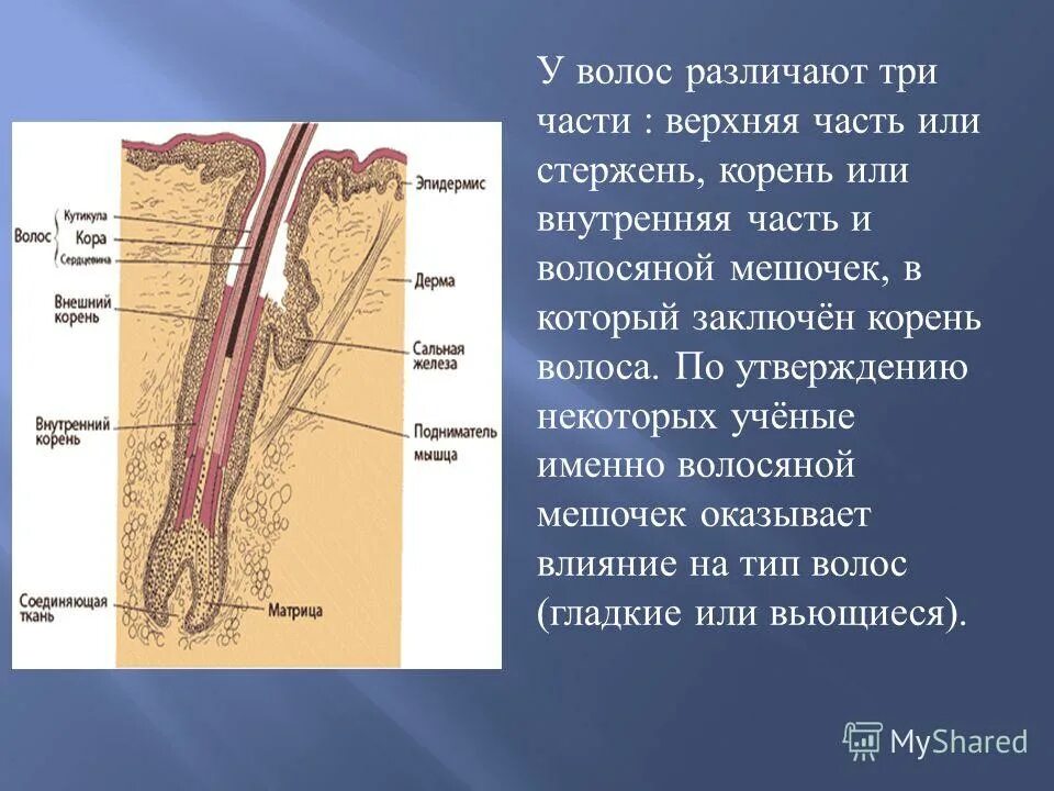 корень волоса. волосяной стержень. строение волоса структура волосяного стержня.