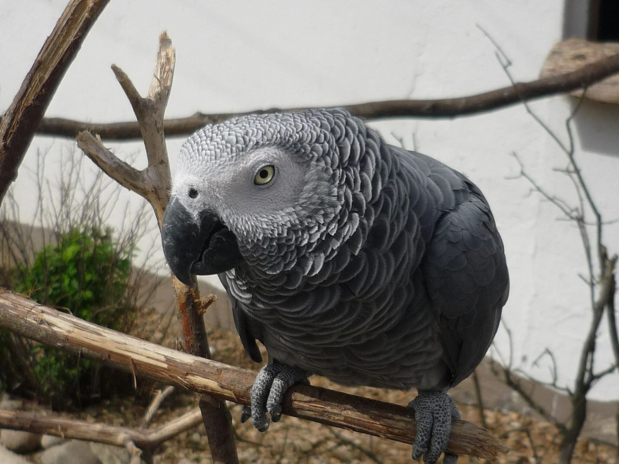Большой серый попугай. Попугай жако. Краснохвостый жако. Попугай Конго жако. Жако лютинос.