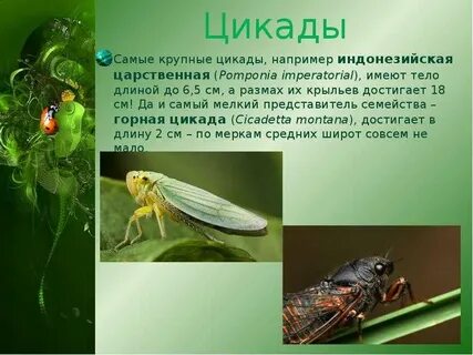 Цикады объяснение