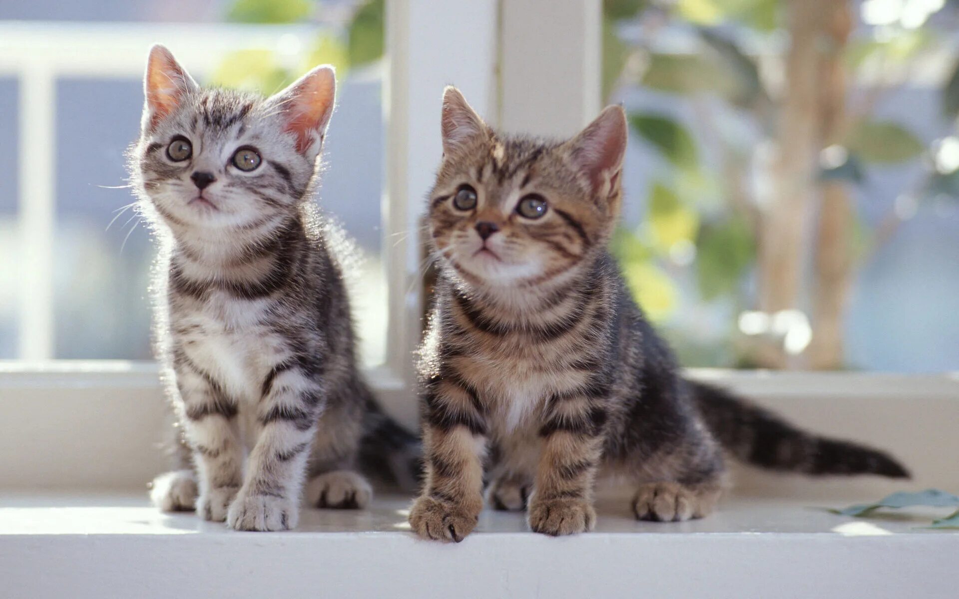Американская короткошерстная кошка котята. Европейская короткошерстная кошка котята. Полосатый котенок. Обои с котятами.