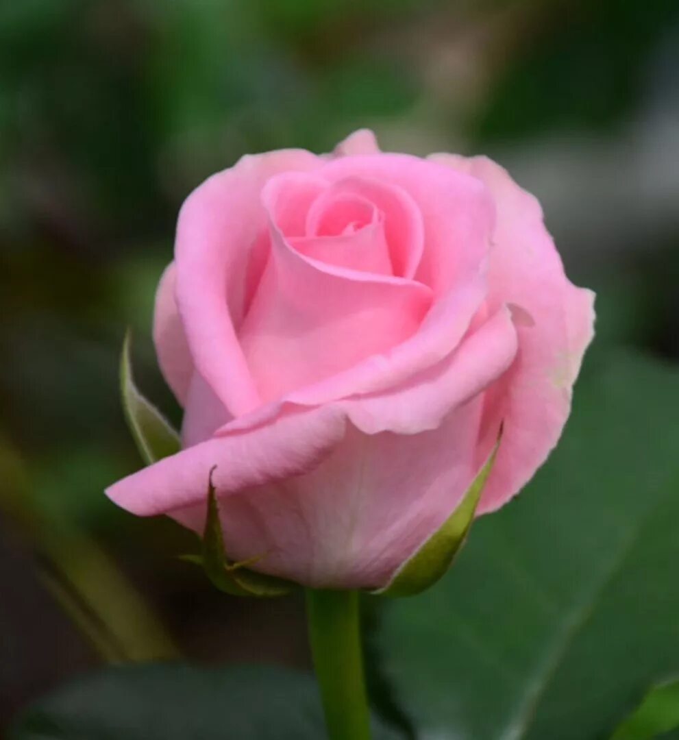 Сорт розы Ревиваль. Розы Ревиваль (Revival). Розовые розы сорта названия