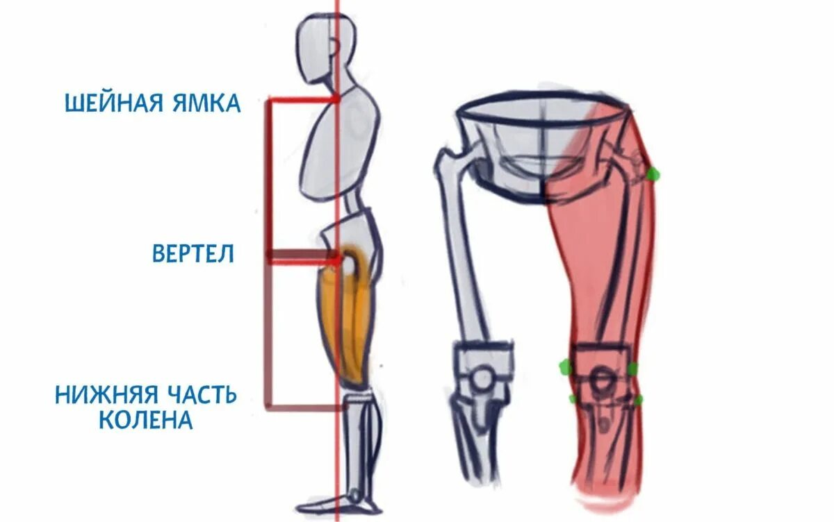 Голень у человека где находится 4 класс. Части колена. Анатомия колена. Структура колена на ноге. Коленный сустав анатомия.