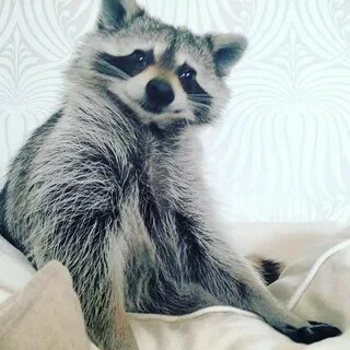 Енот сидит