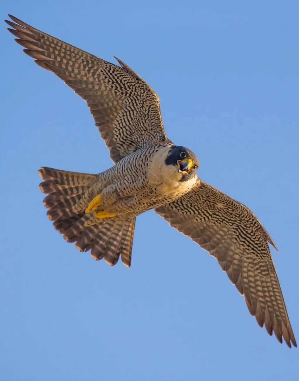 Сокол полетел. Хищные птицы Сокол Сапсан. Сапсан Falco peregrinus. Сокол Сапсан летает. Сокол Сапсан Крылья.