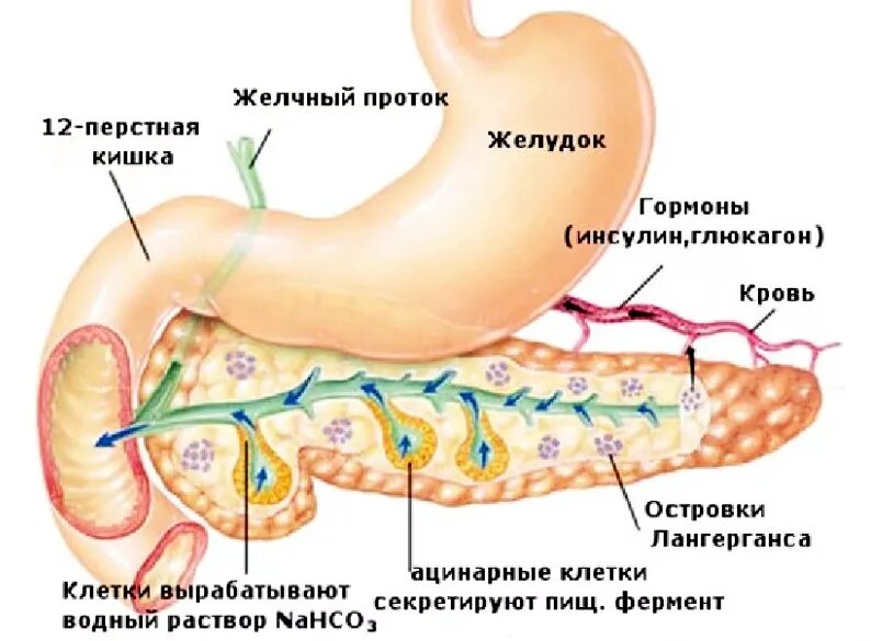 Диабет латынь. Строение поджелудочной железы островки Лангерганса. Островковый аппарат поджелудочной железы. Строение островка поджелудочной железы. Строение поджелудочной железы клетки Лангерганса.