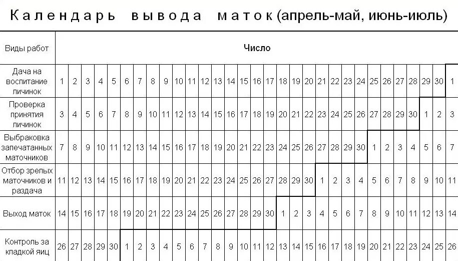 Через сколько 2 июня. Таблица вывода маток пчел. График вывода маток пчел таблица. Календарь вывода маток пчеломаток. Календарь пчеловода таблица вывода маток.