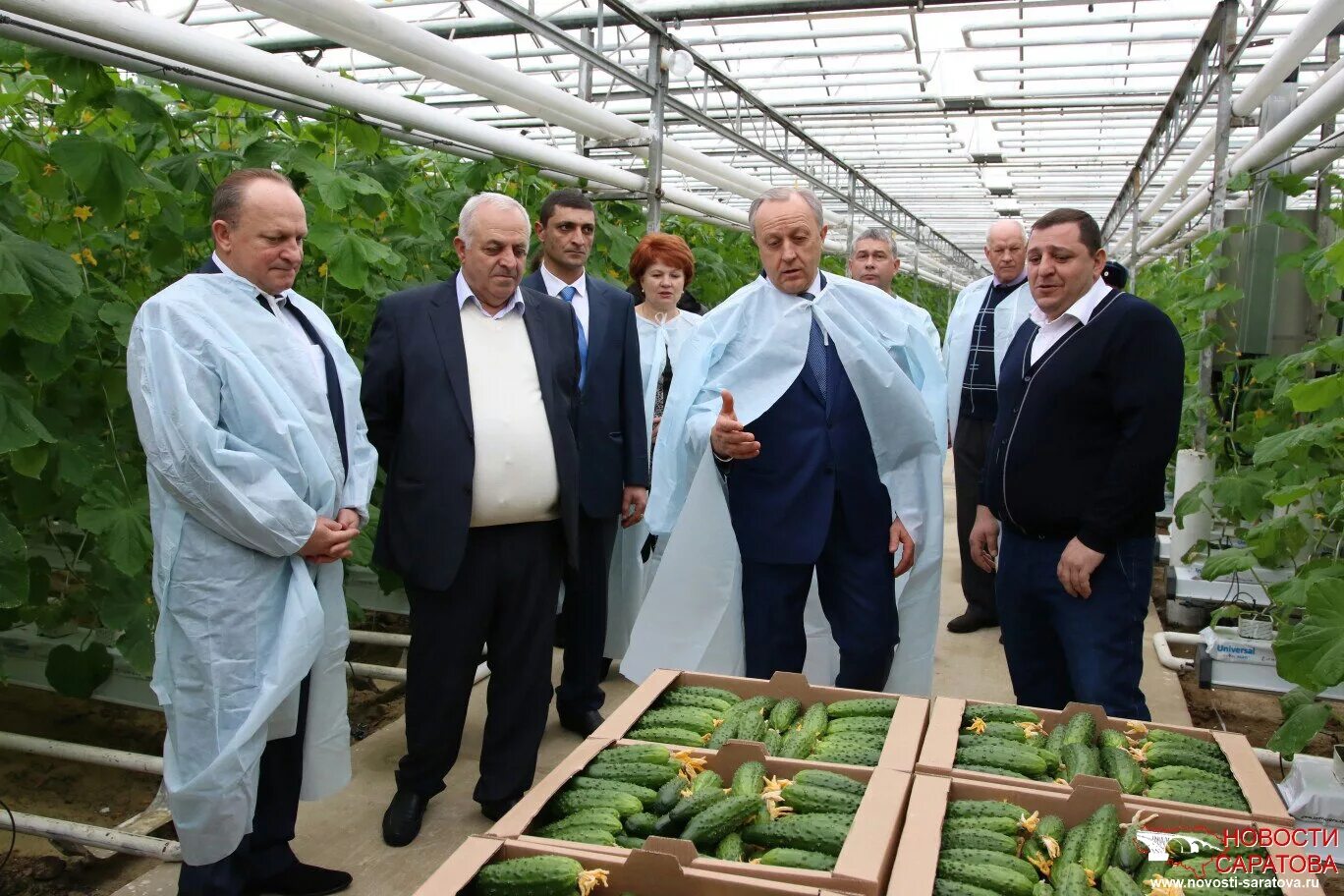 Тепличный комплекс в кадошкино. Тепличное саранск. Салат тепличный. Директор тепличного комбината саранск. Тепличный комплекс саранск.