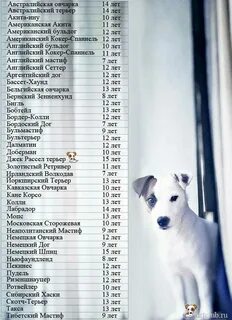 Какая порода долго живет