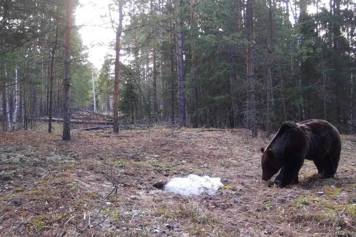 Бурые медведи 2025