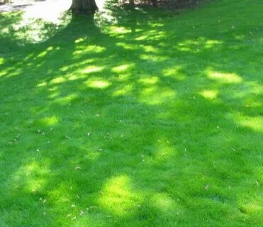 Grass grows