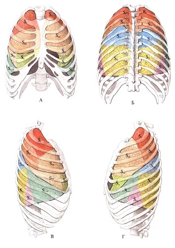 Сегменты легкого скелетотопия. Сегмент легкого s6. Легкие s6 сегмент. Сегмент s3 левого легкого. S8 левого легкого