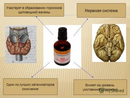 Образование гормонов щитовидной
