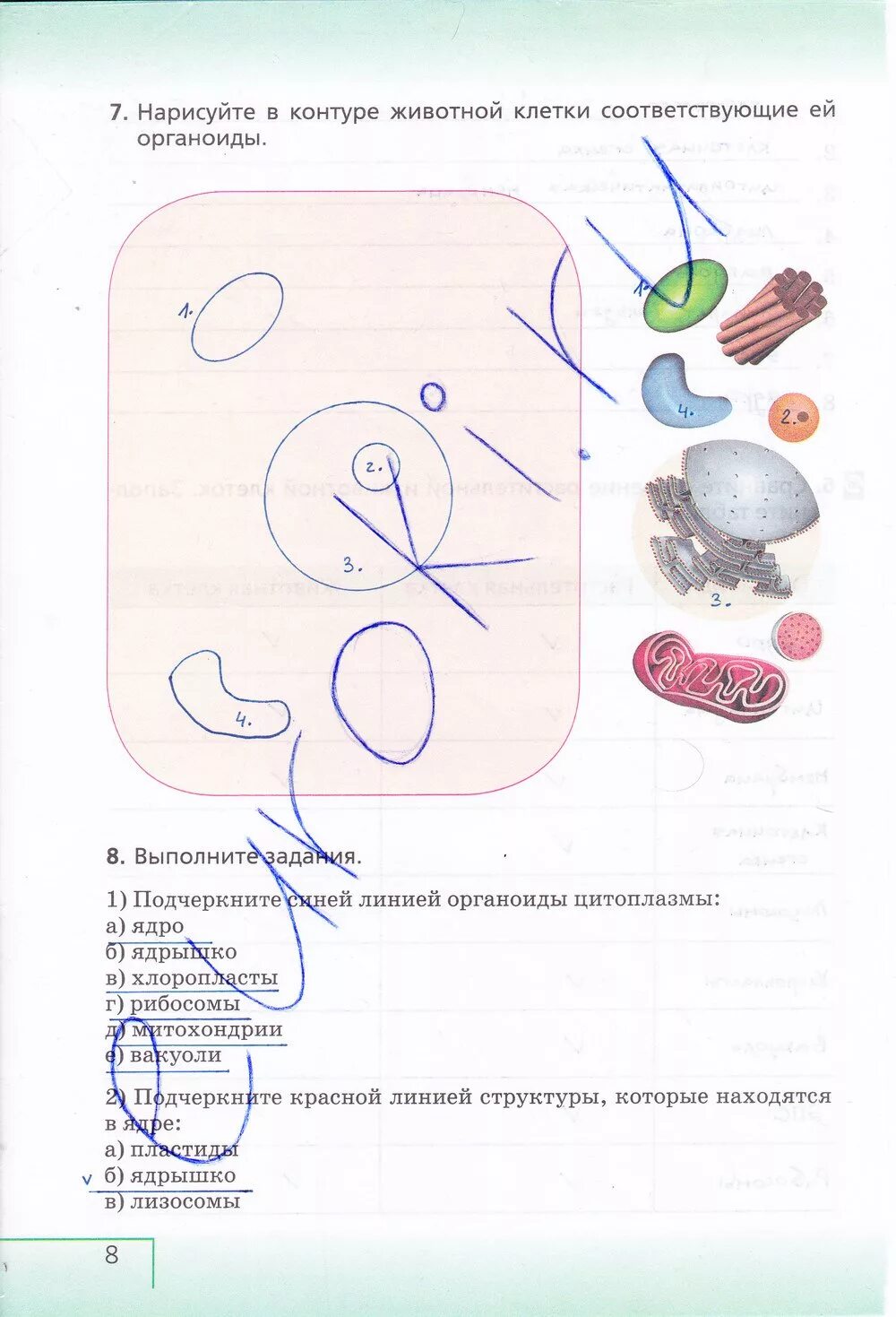 Биология 6 класс учебник с белочкой