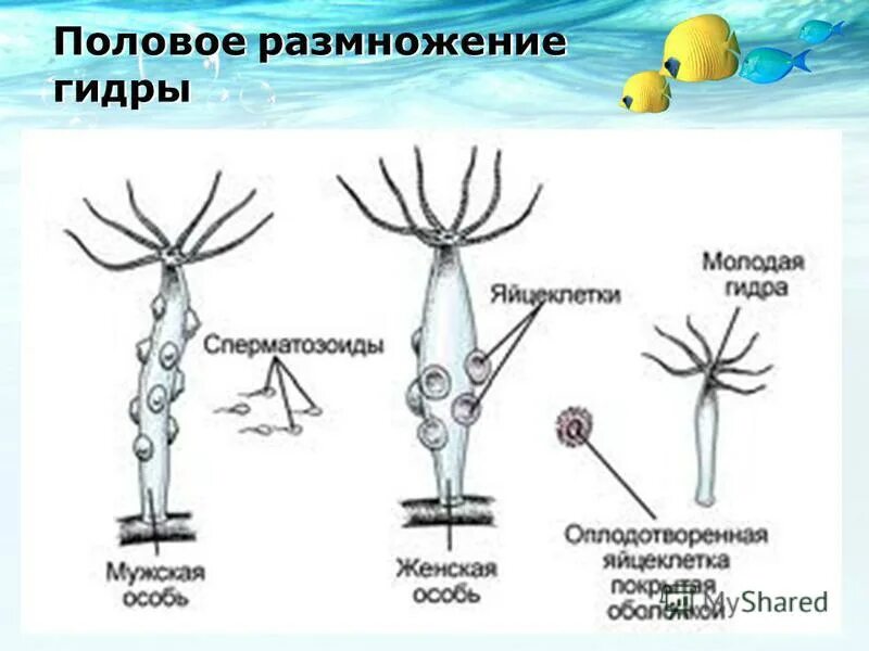 Пресноводная гидра размножается