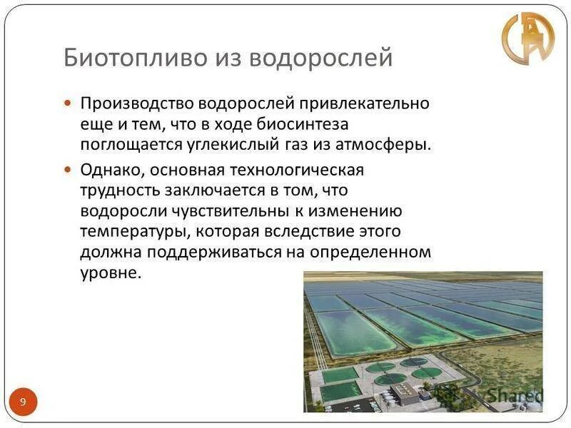 Биотопливо регион перспективного использования. Биотопливо источник энергии. биотопливо из водорослей. микроводоросли биотопливо. биотопливо из микроводорослей.