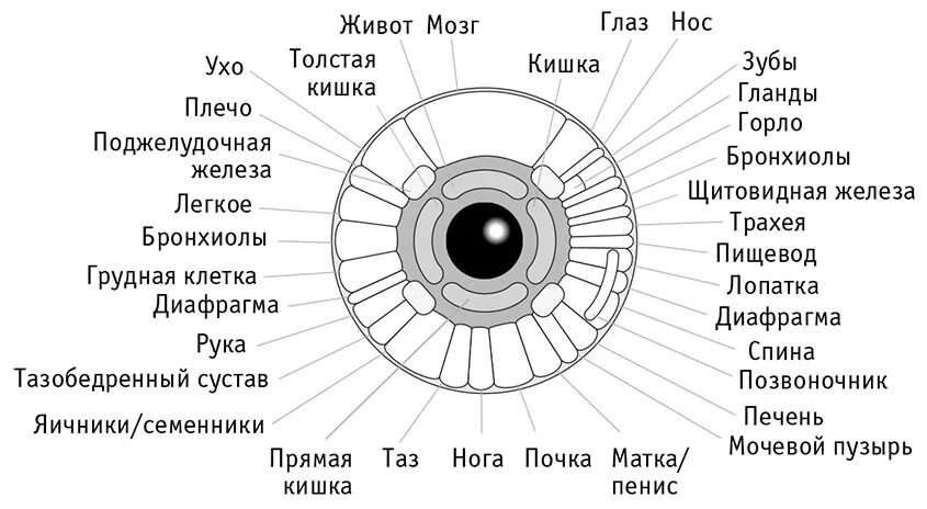 Как по глазам определить болезни. Болезни по радужке глаза человека. схема радужной оболочки глаза. иридодиагностика схема радужной оболочке. диагноз по радужной оболочке глаза.