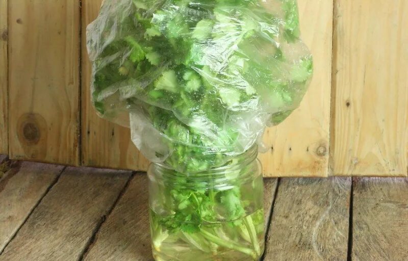 Зелень в пакете в холодильнике. Пакеты для хранения зелени в холодильнике. Зелень срезанная. Хранение зелени.
