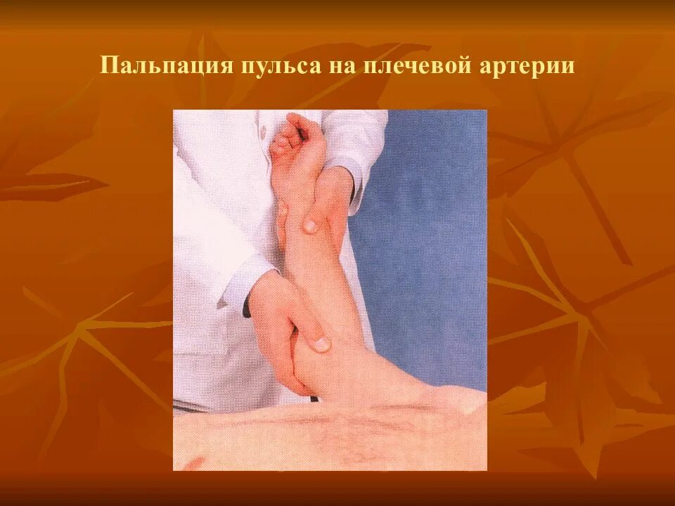 Подсчет пульса у детей алгоритм. Исследование артериального пульса. пальпация плечевой артерии. методика пальпации пульса. исследование пульса на плечевой артерии.