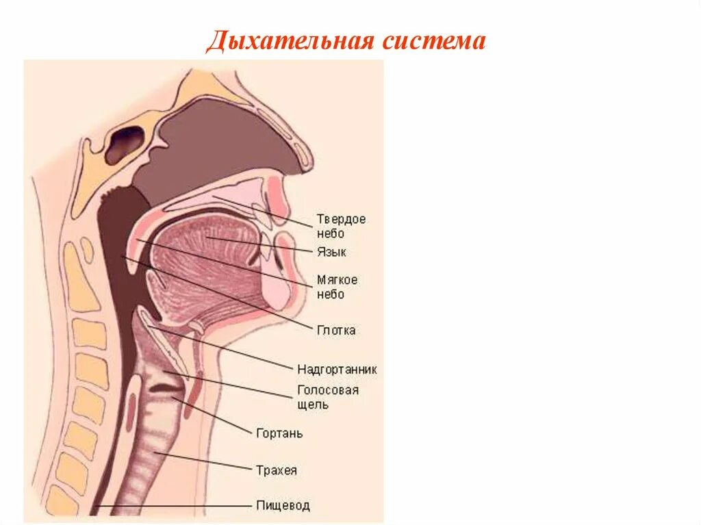 Рисунок голосового аппарата человека. Трахея и пищевод надгортанник. дыхательная система надгортанник. анатомия горла человека. органы голосового аппарата человека.