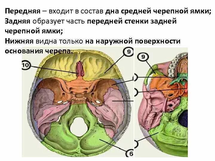 Сообщения передней черепной ямки