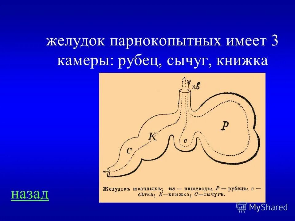Пищеварительная система травоядных жвачных животных. Какую особенность имеет желудок жвачных парнокопытных. Пищеварительная система жвачных парнокопытных. Отделы пищеварительной системы жвачных животных. Отделы пищеварительной системы жвачных млекопитающих.