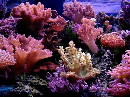 Коралловая суша