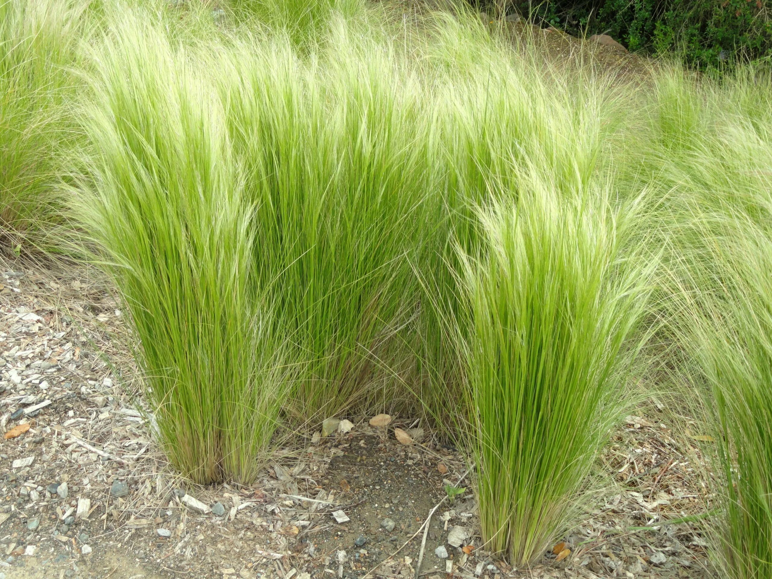 Ковыль зимостойкость. Ковыль stipa tenuissima. ковыль тончайший pony tails. ковыль тончайший (stipa tenuissima). ковыль вейниковый.