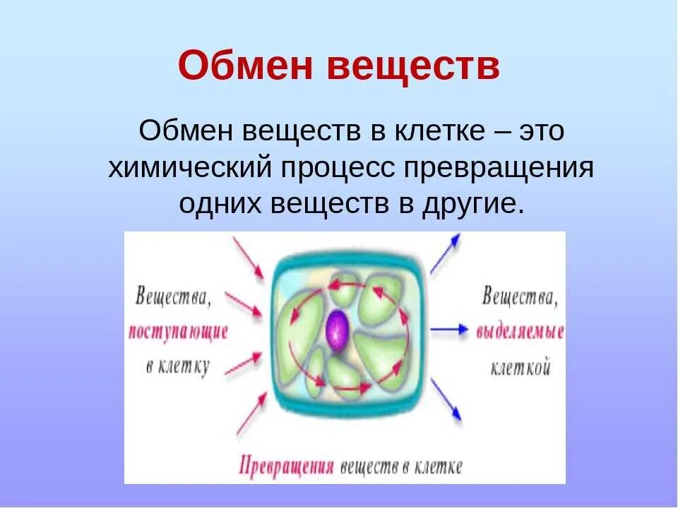 Строение клетки обмен веществ. Метаболизм клетки.