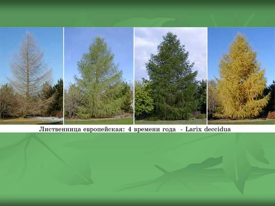 Тип питания лиственницы курильской