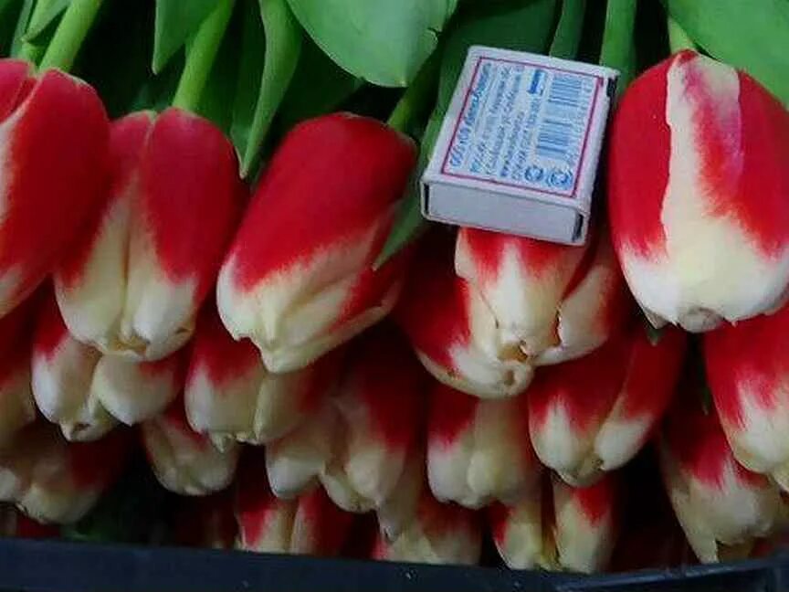 Тюльпаны оптом иркутск купить