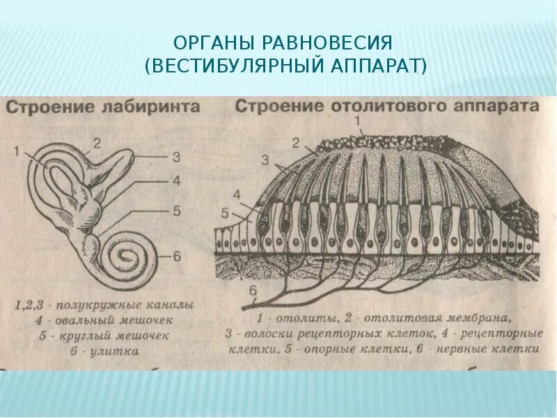 Орган равновесия вестибулярный. Орган равновесия вестибулярный аппарат. Строение органа равновесия. Строение вестибулярного аппарата человека. Орган равновесия отолиты.