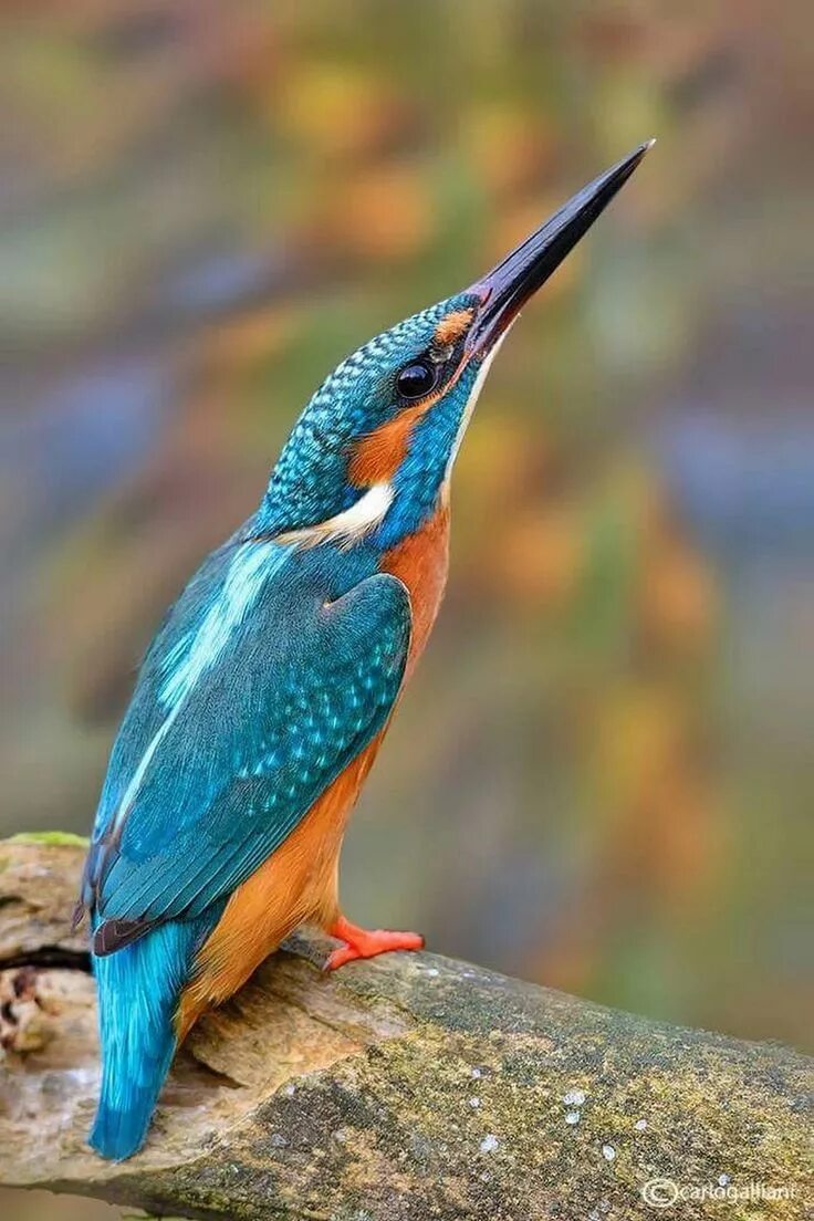 Instagram photo by Best Bird Shots * Apr 27, 2016 at 9:40am UTC Зимородок, Птичк