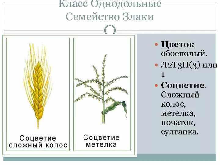 Однодольные семейство злаковые соцветие. Класс Однодольные злаки. Соцветие однодольных злаков. Семейства однодольных растений. Какая формула цветка семейства злаки