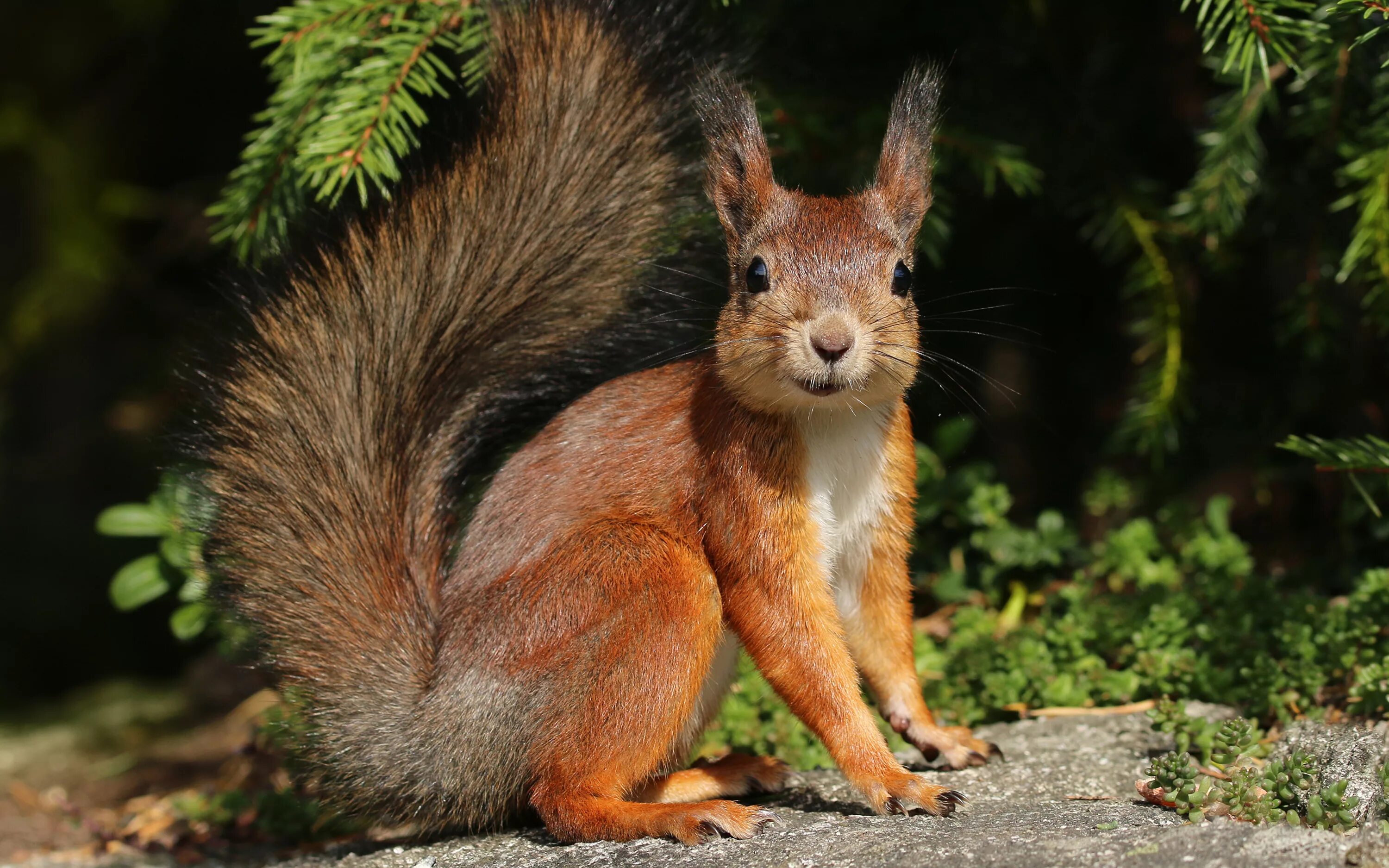 Лесные звери. Лиса. Огненная векша белка. Бурый медведь уссурийская тайга. Животные в лесу.