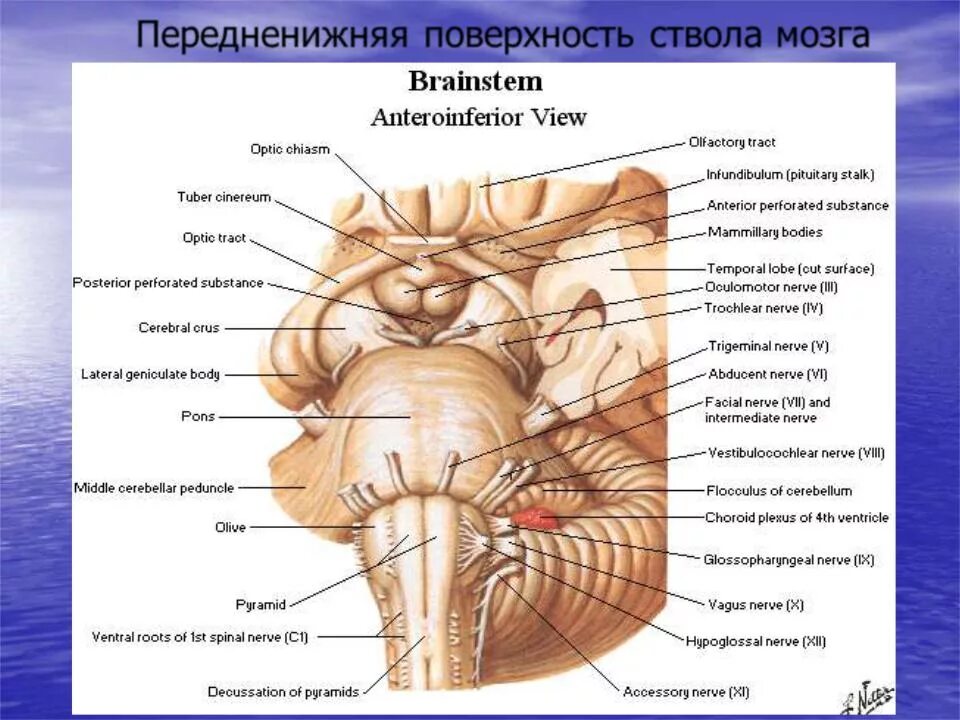 Варолиев мост анатомия. Перешеек ствол мозга. Продолговатый мозг Неттер. Продолговатый мозг атлас. Ствол латынь