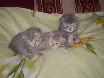 Вислоухие котята 2 недели