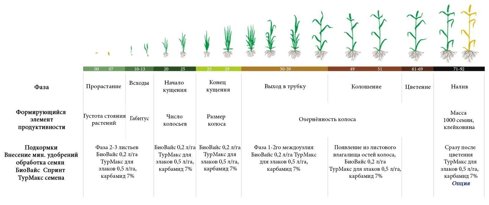 Фазы роста Яровой пшеницы таблица. Фазы развития Яровой пшеницы. Озимая пшеница схема прорастания семян. Фаза кущения Яровой пшеницы сроки. Удобрение после пересадки