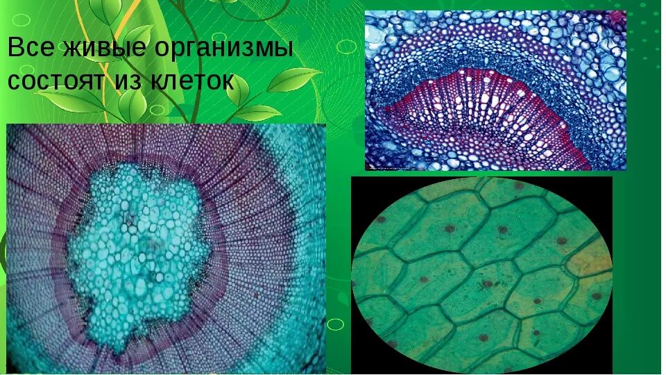 Любая клетка живого организма. Организм состоит из клеток. Живые организмы состоят из. Все живое состоит из клеток. Клетки живых организмов состоят.