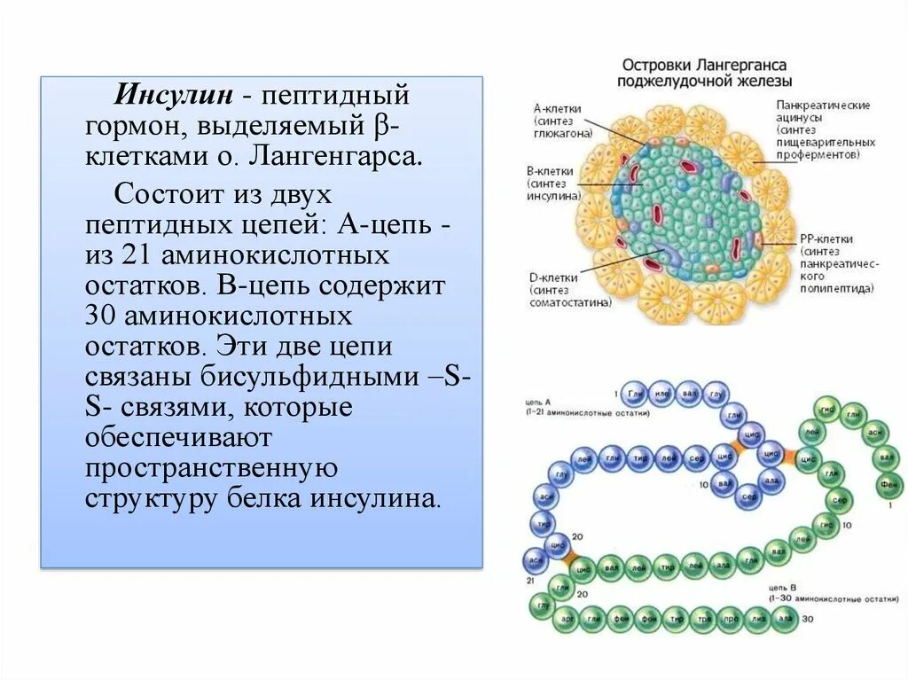 Полипептиды функции. Ренкомбинантный инсклин. Инсулин это пептидный. Панкреатический полипептид. Инсулин презентация.