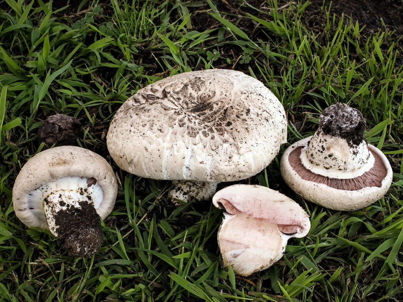 Шампиньон относится к съедобным. Шампиньон Луговой Agaricus Campestris. Шампиньон Бернарда (лат. Agaricus bernardii). Мицелий шампиньона бернардовидного. Шампиньон Лесной (Agaricus sylvaticus).