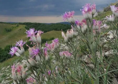 Растительность края