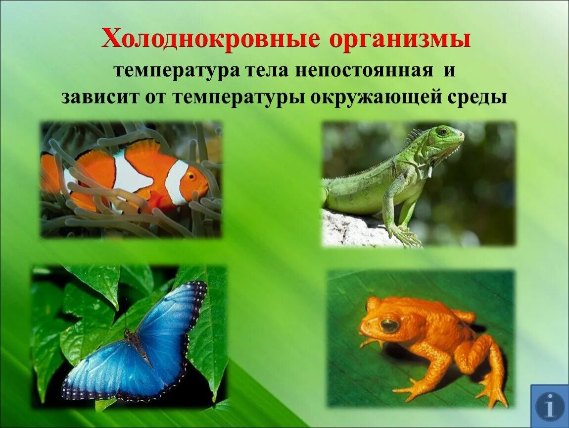 Какие животные относятся к пойкилотермным животным. Холоднокровные животные. пойкилотермные животные. приспособления холоднокровных животных. беспозвоночные холоднокровные животные.